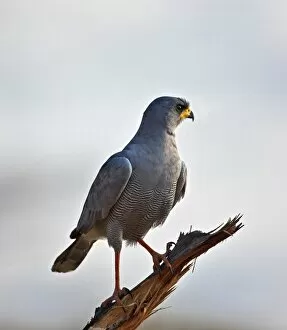 Images Dated 2nd September 2011: An Eastern Chanting-Goshawk