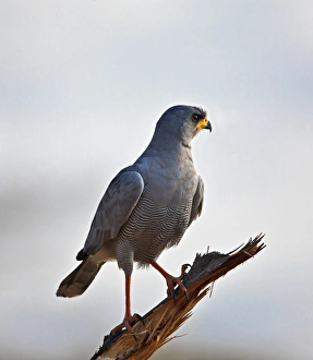 African Bird Gallery: An Eastern Chanting-Goshawk