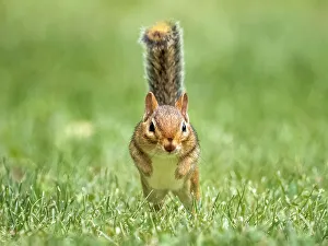 Squirrels Prints: Eastern Chipmunk (Tamias striatus), Thornton, Ontario, Canada