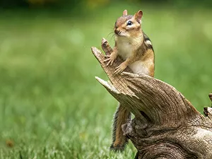 Squirrels Prints: Eastern Chipmunk (Tamias striatus), Thornton, Ontario, Canada
