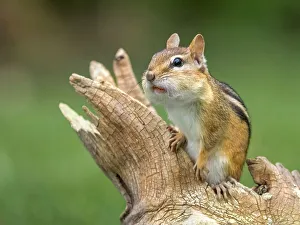 Squirrels Prints: Eastern Chipmunk (Tamias striatus), Thornton, Ontario, Canada