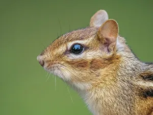 Simcoe County Prints: Eastern Chipmunk (Tamias striatus), Thornton, Ontario, Canada