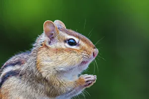 Simcoe County Prints: Eastern Chipmunk (Tamias striatus), Thornton, Ontario, Canada