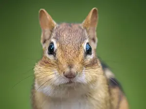 Rodents Prints: Eastern Chipmunk (Tamias striatus), Thornton, Ontario, Canada
