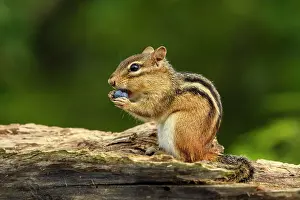 Rodentia Prints: Eastern chipmunk (Tamias striatus) Eating a wild blueberry