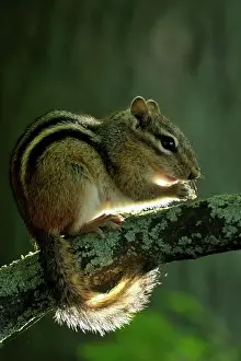 Manitoulin Island Prints: Eastern chipmunk (Tamias striatus) Foraging near shore of Kagawong Lake