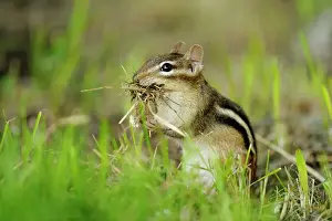 Busy Prints: Eastern Chipmunk (Tamias striatus) Gathering nest material for burrow