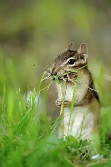 Busy Prints: Eastern Chipmunk (Tamias striatus) Gathering nest material for burrow