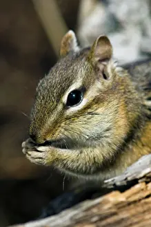Harvesting Prints: Eastern chipmunk Tamias striatus) Gathering seeds in cheek pouches
