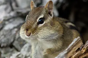 Harvesting Prints: Eastern chipmunk Tamias striatus) Gathering seeds in cheek pouches
