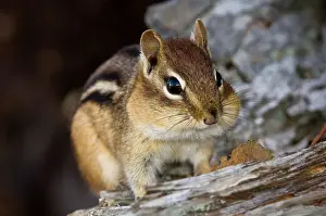 Harvesting Prints: Eastern chipmunk Tamias striatus) Gathering seeds in cheek pouches