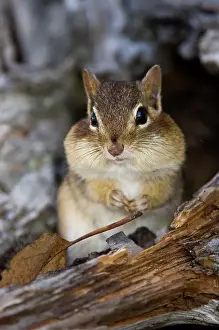 Harvesting Prints: Eastern chipmunk Tamias striatus) Gathering seeds in cheek pouches