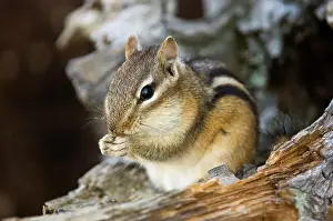 Harvesting Prints: Eastern chipmunk Tamias striatus) Gathering seeds in cheek pouches
