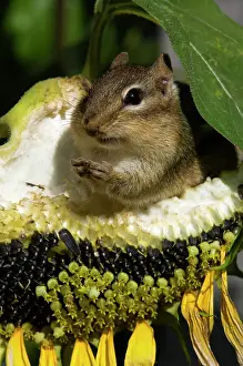 Eastern chipmunk Tamias striatus) Gathering seeds from garden sunflower, Greater Sudbury, Ontario, Canada