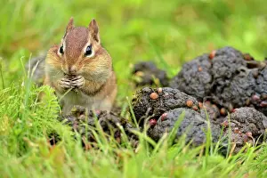 Rodentia Prints: Eastern chipmunk (Tamias striatus) Harvesting seeds from a fresh pile of black bear scat