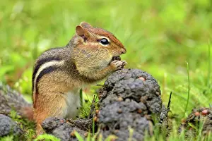 Rodentia Prints: Eastern chipmunk (Tamias striatus) Harvesting seeds from a fresh pile of black bear scat