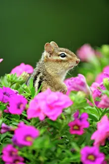 Curious Prints: Eastern Chipmunk (Tamias striatus) Investigating flower planter with petunias