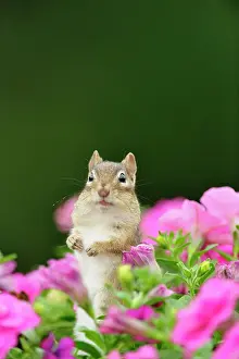 Curious Prints: Eastern Chipmunk (Tamias striatus) Investigating flower planter with petunias