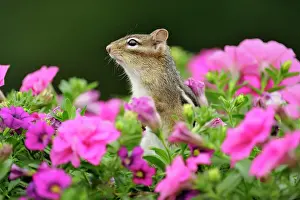 Curious Prints: Eastern Chipmunk (Tamias striatus) Investigating flower planter with petunias