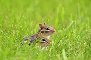 Dens Burrows Prints: Eastern chipmunk (Tamias striatus) Near burow on residential lawn