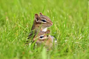 Dens Burrows Prints: Eastern chipmunk (Tamias striatus) Near burow on residential lawn