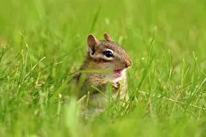 Dens Burrows Prints: Eastern chipmunk (Tamias striatus) Near burow on residential lawn