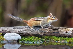 Squirrels Prints: Eastern Chipmunk (Tamias striatus) at pond, Thornton, Ontario, Canada
