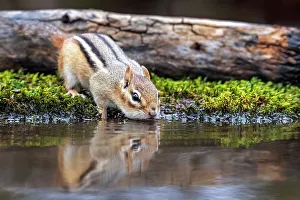 Squirrels Prints: Eastern Chipmunk (Tamias striatus) at pond, Thornton, Ontario, Canada
