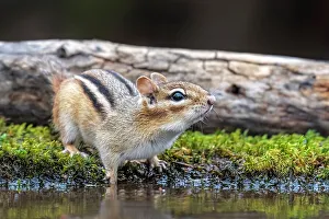 Squirrels Prints: Eastern Chipmunk (Tamias striatus) at pond, Thornton, Ontario, Canada