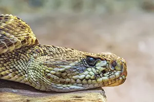 Snake Prints: Eastern Diamondback Rattlesnake (Crotalus adamanteus) - captive, Ontario, Canada