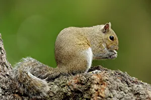 Deep South Prints: Eastern gray squirrel (Sciurus carolinensis), Myakka River State Park, Florida, USA