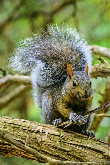 Small Mammals Prints: Eastern Gray Squirrel (Sciurus carolinensis), Pinery Provincial Park, Ontario, Canada