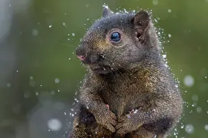 Thornton Prints: Eastern Gray Squirrel (Sciurus carolinensis) - black phase, Ontario, Canada