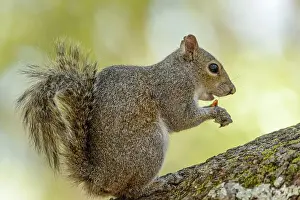 Florida Panhandle Prints: Eastern Gray Squirrel (Sciurus carolinensis) Gray phase