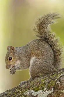 Florida Panhandle Prints: Eastern Gray Squirrel (Sciurus carolinensis) Gray phase