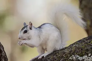 Colour Morphs Prints: Eastern Gray Squirrel (Sciurus carolinensis) White phase