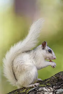 Natural Environment Prints: Eastern Gray Squirrel (Sciurus carolinensis) White phase