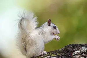 Colour Morphs Prints: Eastern Gray Squirrel (Sciurus carolinensis) White phase