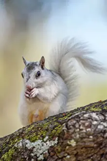 Colour Morphs Prints: Eastern Gray Squirrel (Sciurus carolinensis) White phase