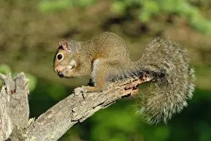 Small Mammals Prints: Eastern gray squirrel (Sciurus carolinensis) Young