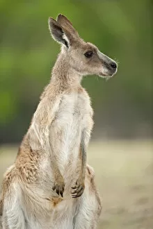 Images Dated 11th July 2013: Eastern grey kangaroo (Macropus giganteus), Lone Pine Koala Sanctuary, Brisbane