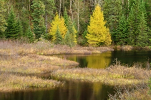 Lake Superior Prints: Eastern larch in autumn colour at the edge of a pond