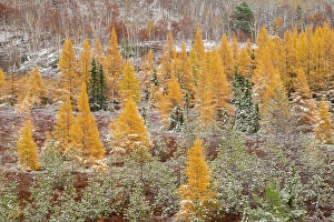 Mixed Forest Prints: Eastern larch trees and early snowfall, Greater Sudbury, Ontario, Canada