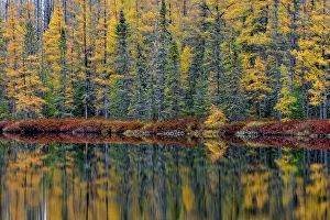 Michigan Prints: Eastern larches reflected in pond, Sidnaw, Michigan, USA