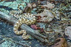 Provincial Park Prints: Eastern Massasauga (Sistrurus catenatus), Killbear Provincial Park, Ontario, Canada