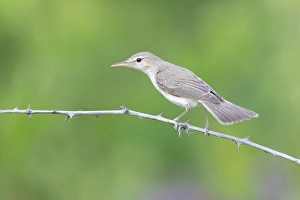 Bulgaria Prints: Eastern Olivaceous Warbler (Iduna pallida), perched on bramble near Bratsigovo, Bulgaria