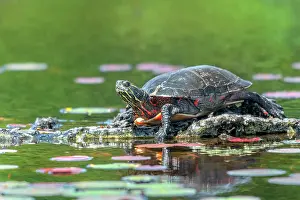 Provincial Park Prints: Eastern Painted Turtle (Chrysemys picta), Algonquin Provincial Park, Ontario, Canada