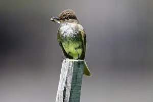 Avian Prints: Eastern phoebe (Sayornis phoebe), Wanup, Ontario, Canada