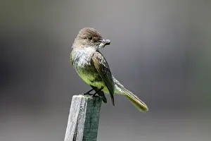 Avian Prints: Eastern phoebe (Sayornis phoebe), Wanup, Ontario, Canada