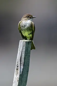 Avian Prints: Eastern phoebe (Sayornis phoebe), Wanup, Ontario, Canada